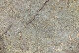Polished Dinosaur Bone (Gembone) Slab - Morocco #290287-1